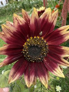 Ruskea auringonkukka