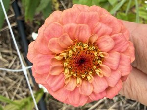 Vaaleanpunainen kukka